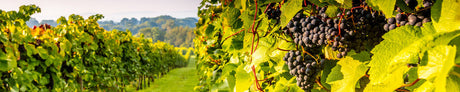 English Wine Week 2026: Discover English Wines + Win a Bottle of English Sparkling Wine