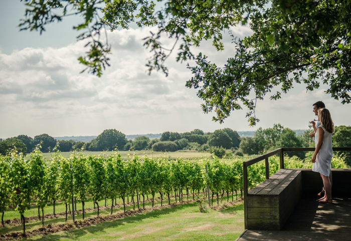 Gusbourne Vineyard 001